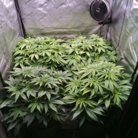 Tangerine Dream growlog timeline photo