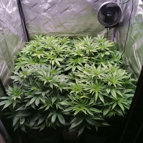 Tangerine Dream growlog timeline photo
