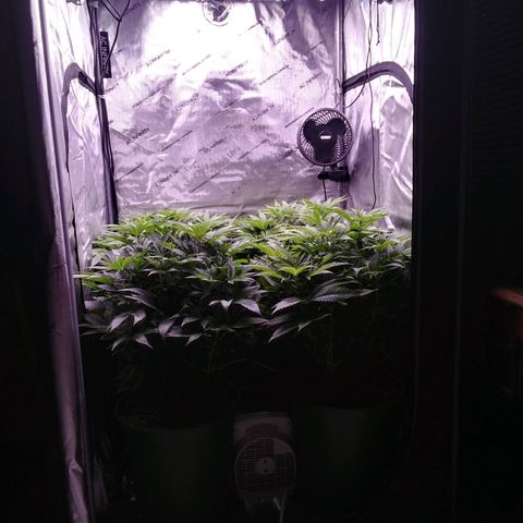 Tangerine Dream growlog timeline photo