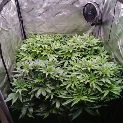 Tangerine Dream growlog timeline photo