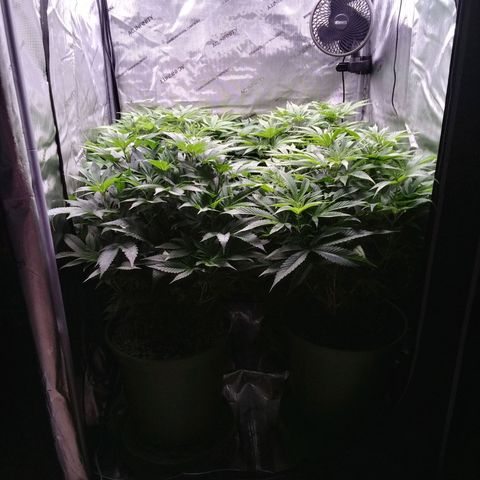 Tangerine Dream growlog timeline photo