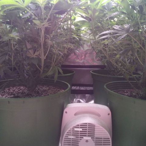 Tangerine Dream growlog timeline photo