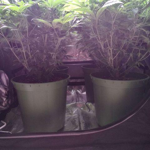 Tangerine Dream growlog timeline photo