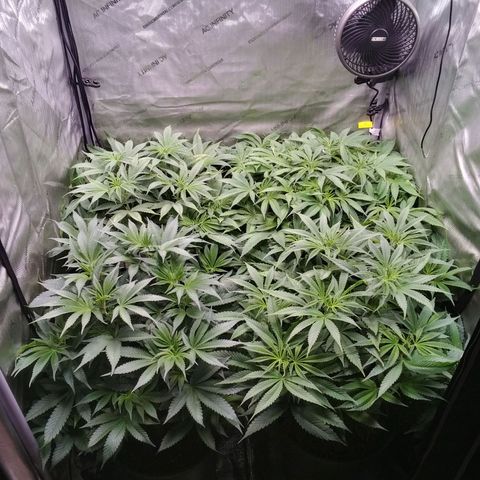 Tangerine Dream growlog timeline photo