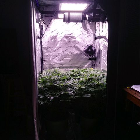 Tangerine Dream growlog timeline photo