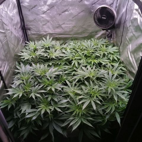 Tangerine Dream growlog timeline photo