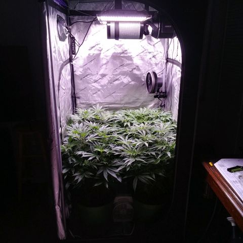 Tangerine Dream growlog timeline photo