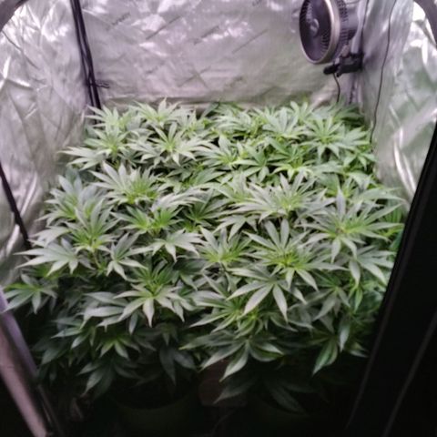 Tangerine Dream growlog timeline photo