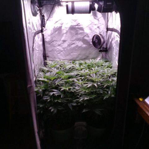 Tangerine Dream growlog timeline photo