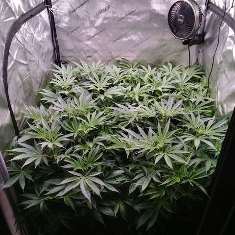 Tangerine Dream growlog timeline photo