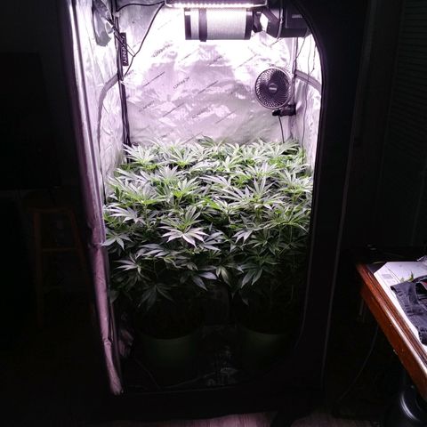 Tangerine Dream growlog timeline photo