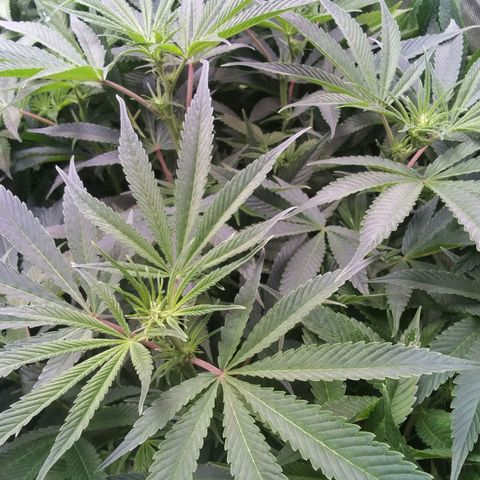 Tangerine Dream growlog timeline photo