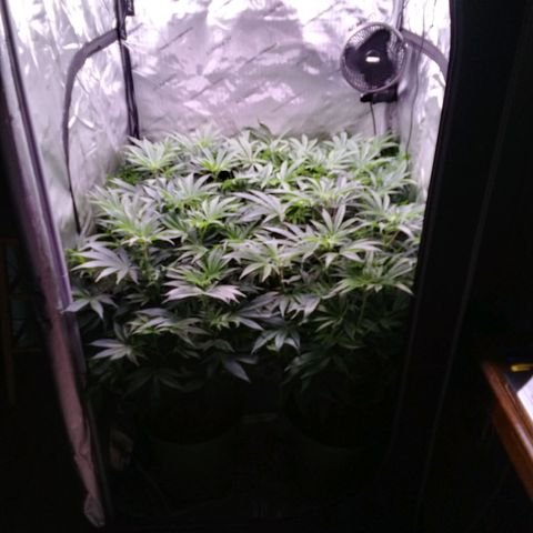 Tangerine Dream growlog timeline photo