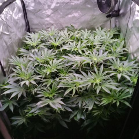 Tangerine Dream growlog timeline photo