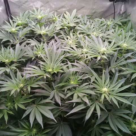 Tangerine Dream growlog timeline photo