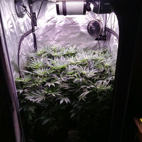 Tangerine Dream growlog timeline photo