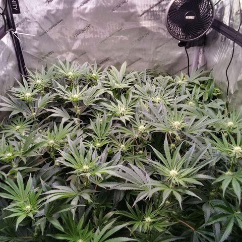 Tangerine Dream growlog timeline photo