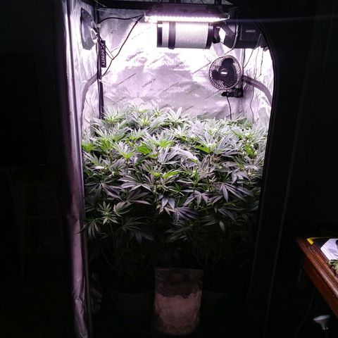 Tangerine Dream growlog timeline photo