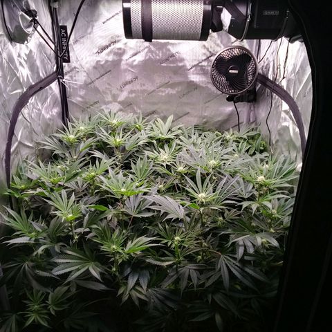 Tangerine Dream growlog timeline photo