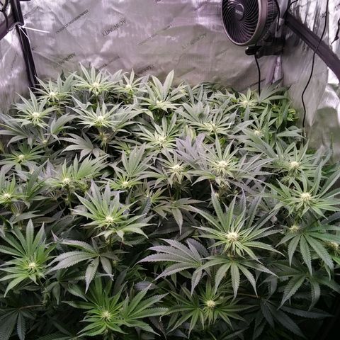 Tangerine Dream growlog timeline photo