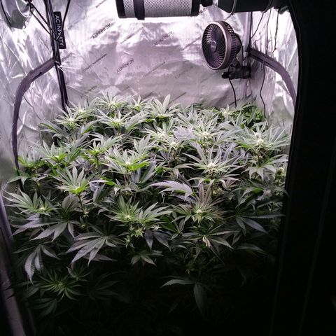 Tangerine Dream growlog timeline photo