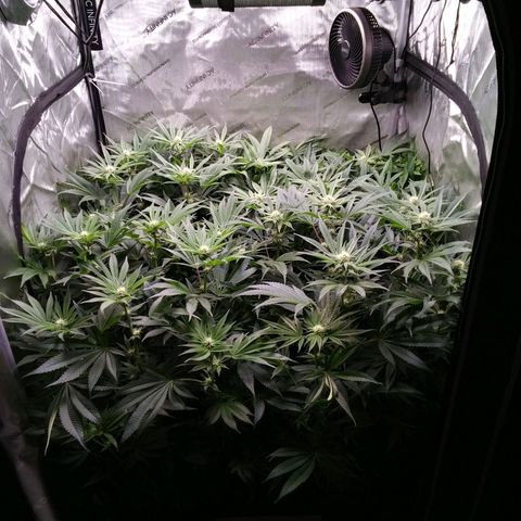 Tangerine Dream growlog timeline photo