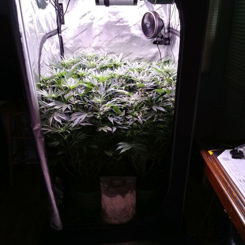 Tangerine Dream growlog timeline photo