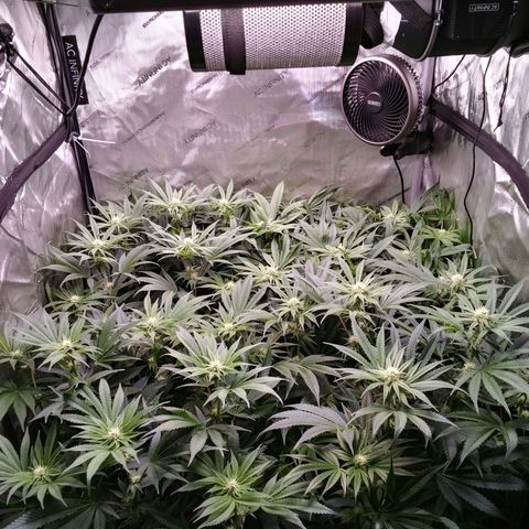 Tangerine Dream growlog timeline photo