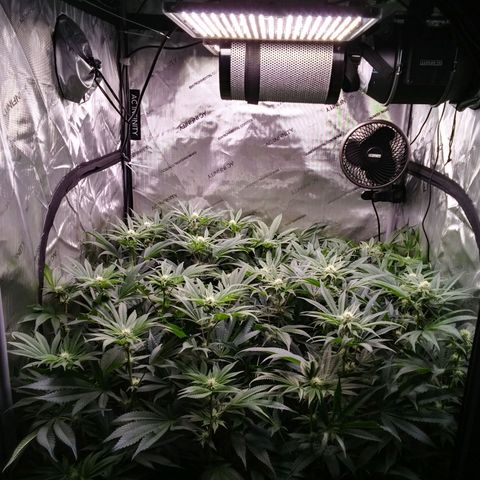 Tangerine Dream growlog timeline photo