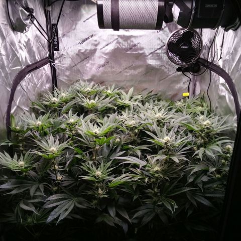 Tangerine Dream growlog timeline photo