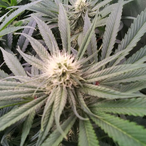 Tangerine Dream growlog timeline photo