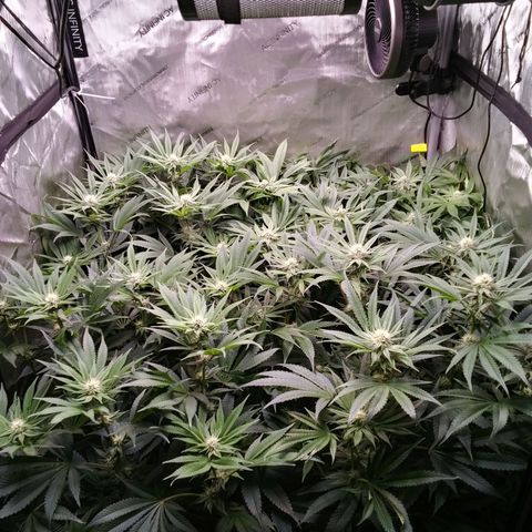 Tangerine Dream growlog timeline photo