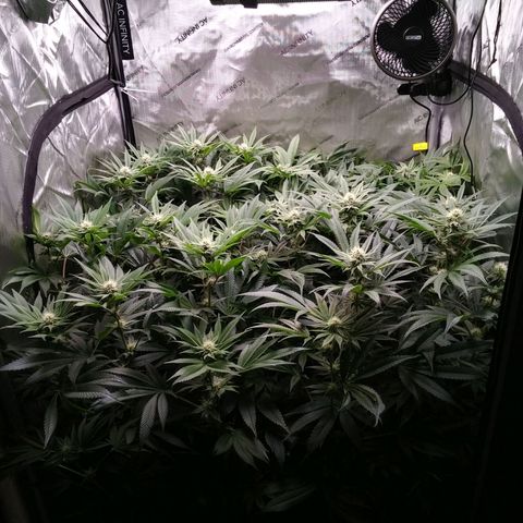 Tangerine Dream growlog timeline photo