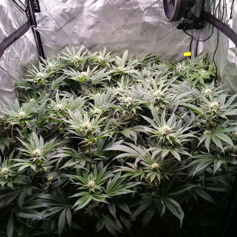 Tangerine Dream growlog timeline photo