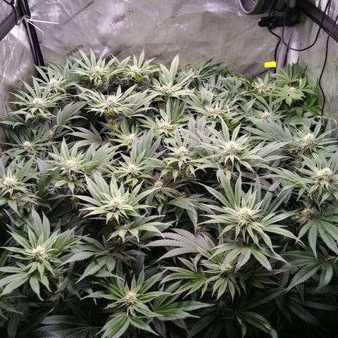 Tangerine Dream growlog timeline photo
