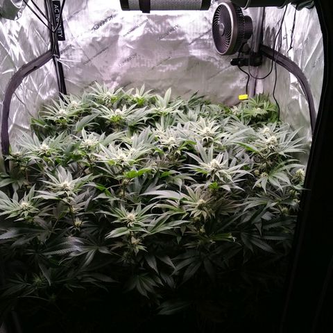 Tangerine Dream growlog timeline photo