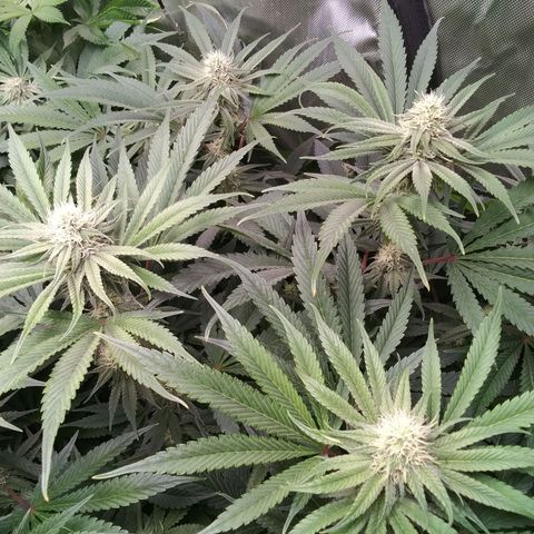 Tangerine Dream growlog timeline photo