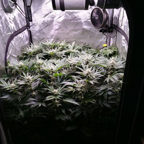 Tangerine Dream growlog timeline photo