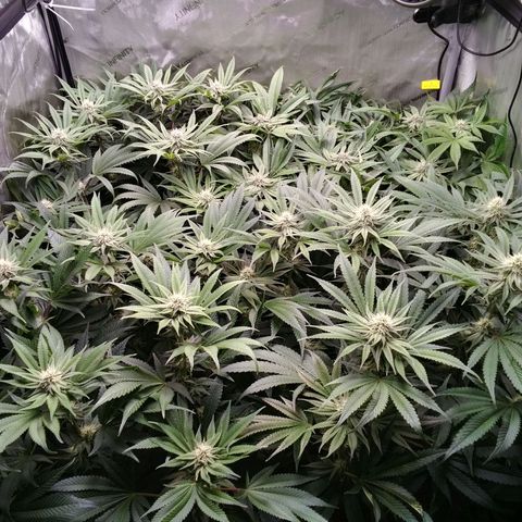 Tangerine Dream growlog timeline photo