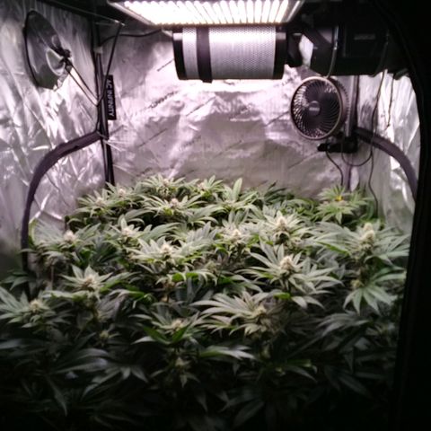 Tangerine Dream growlog timeline photo