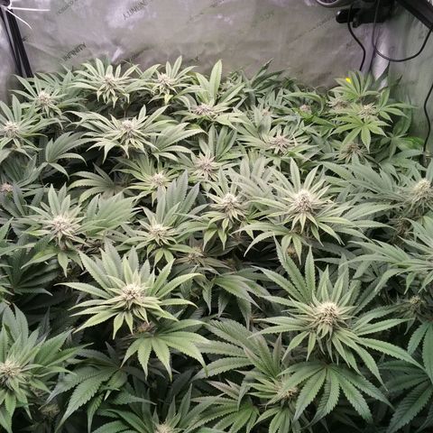 Tangerine Dream growlog timeline photo