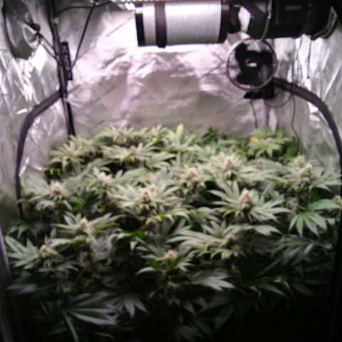 Tangerine Dream growlog timeline photo