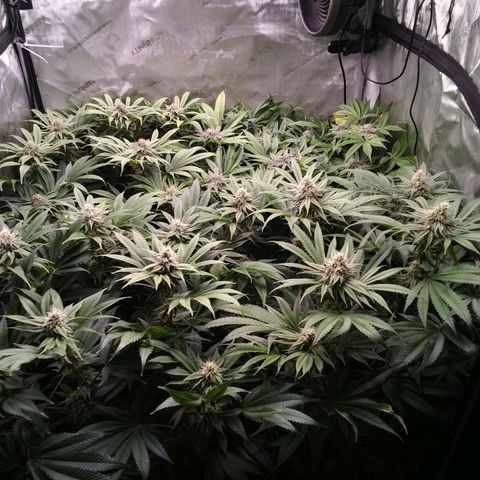 Tangerine Dream growlog timeline photo