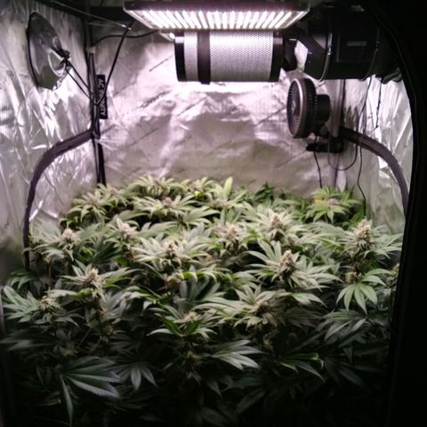 Tangerine Dream growlog timeline photo