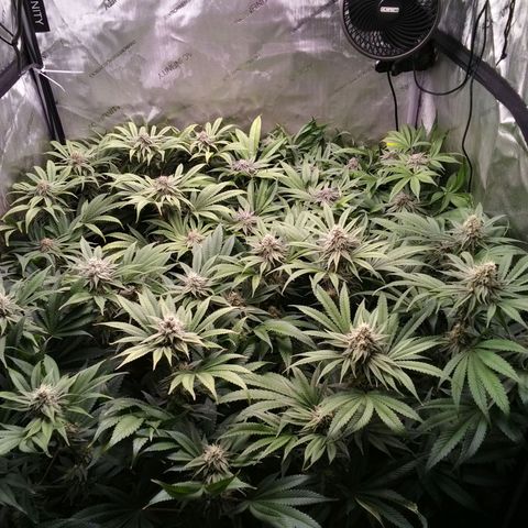 Tangerine Dream growlog timeline photo