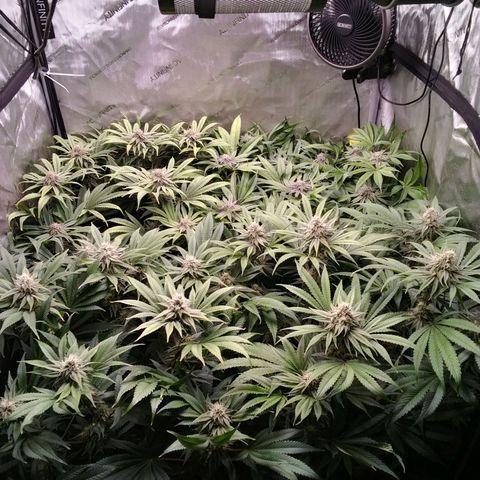Tangerine Dream growlog timeline photo