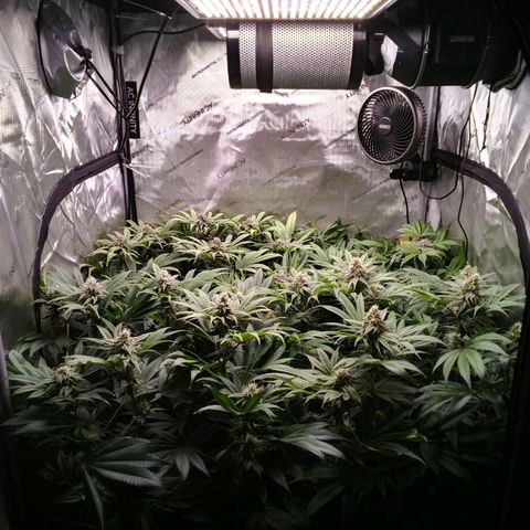 Tangerine Dream growlog timeline photo