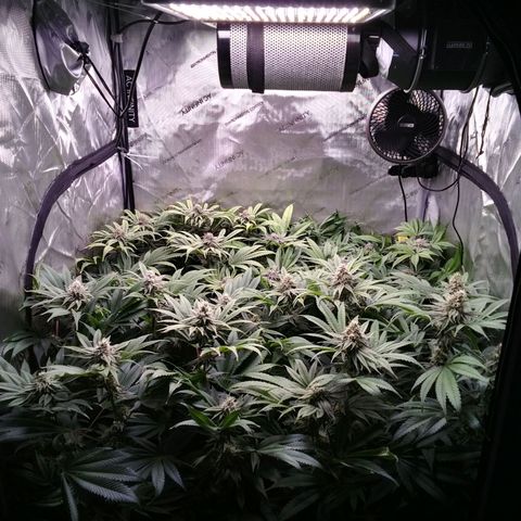 Tangerine Dream growlog timeline photo