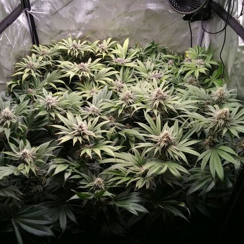 Tangerine Dream growlog timeline photo