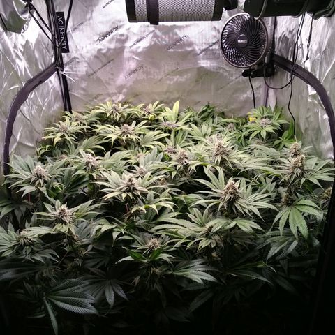 Tangerine Dream growlog timeline photo